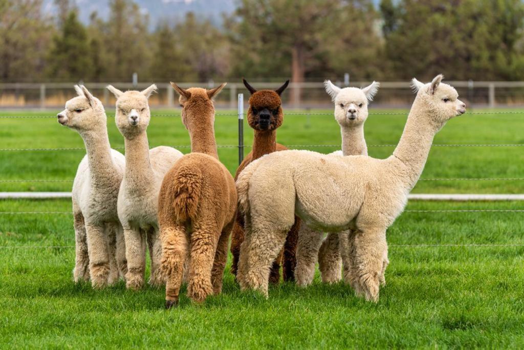 Alpaca Farm And B&B - Mama Adama Grândola Exterior foto
